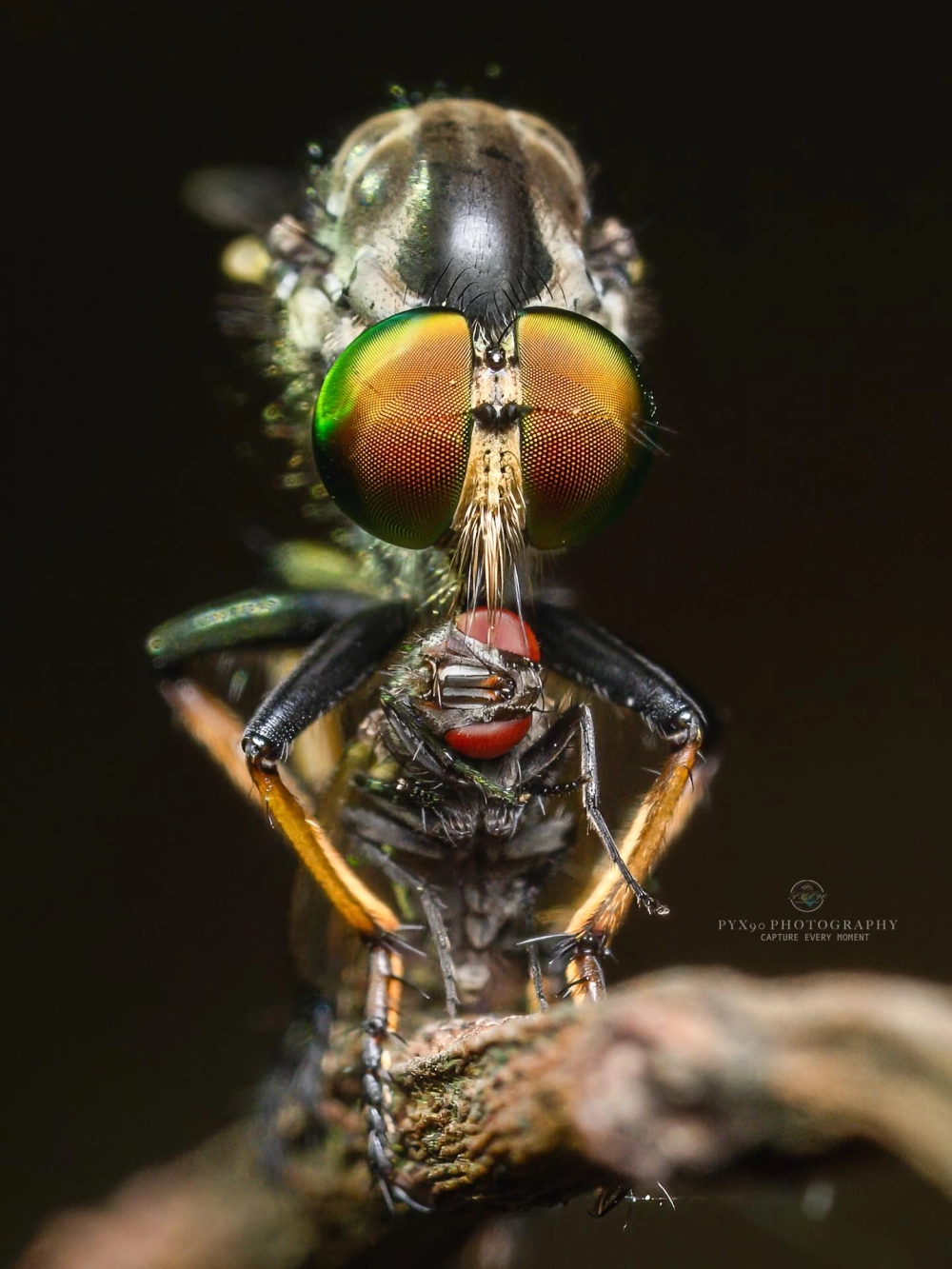 Cảnh tượng ruồi ăn sâu tóm được con mồi lớn hơn cơ thể nó