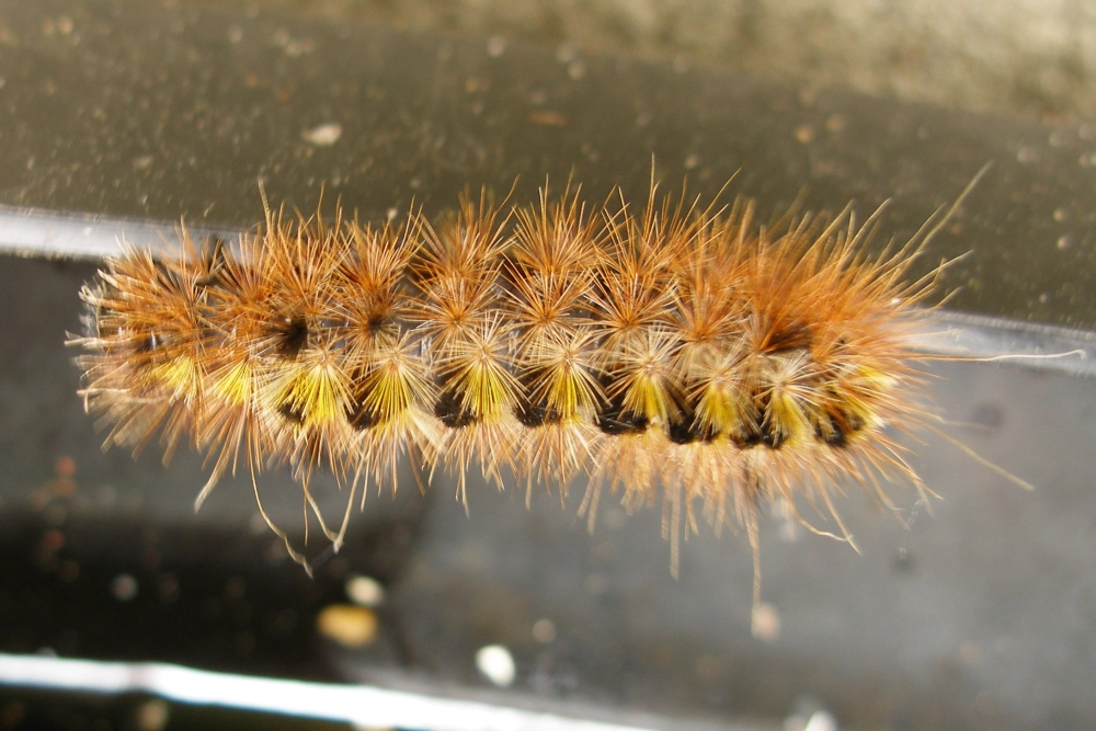 Chi tiết đầu sâu bướm macro với đôi mắt và bộ hàm sắc nét