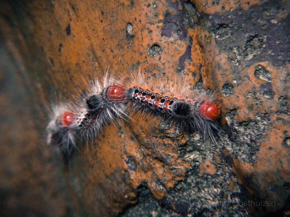 Cận cảnh sâu bướm lông lá đang bò trên cành cây khô với màu sắc rực rỡ