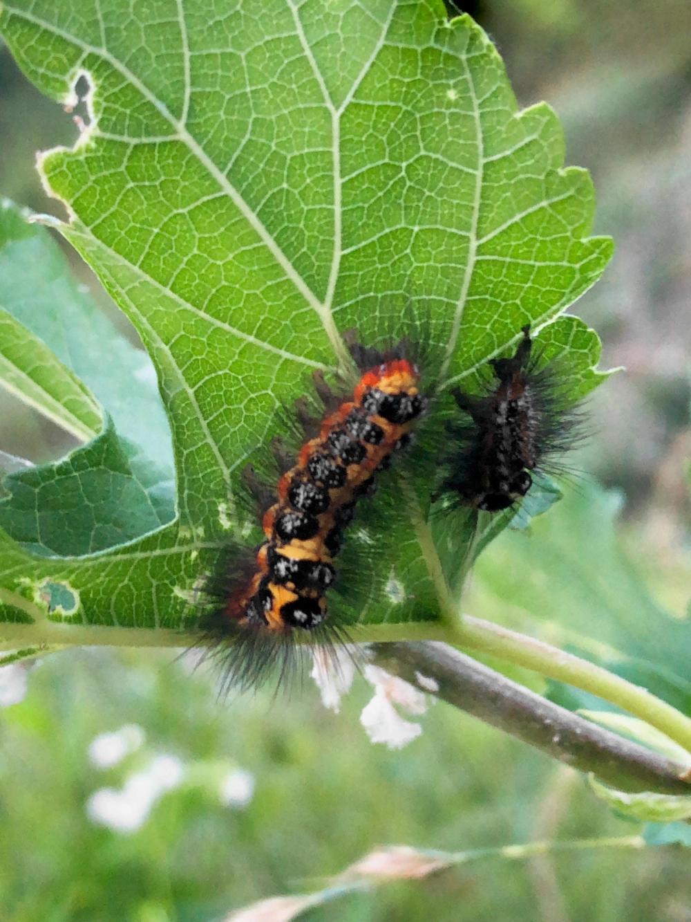 Cận cảnh kén bướm vàng óng ánh chờ ngày vũ hóa