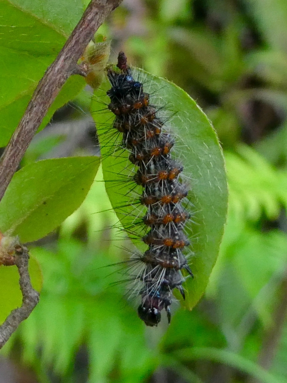 Sâu bướm mặt quỷ với vẻ ngoài ngụy trang đáng sợ