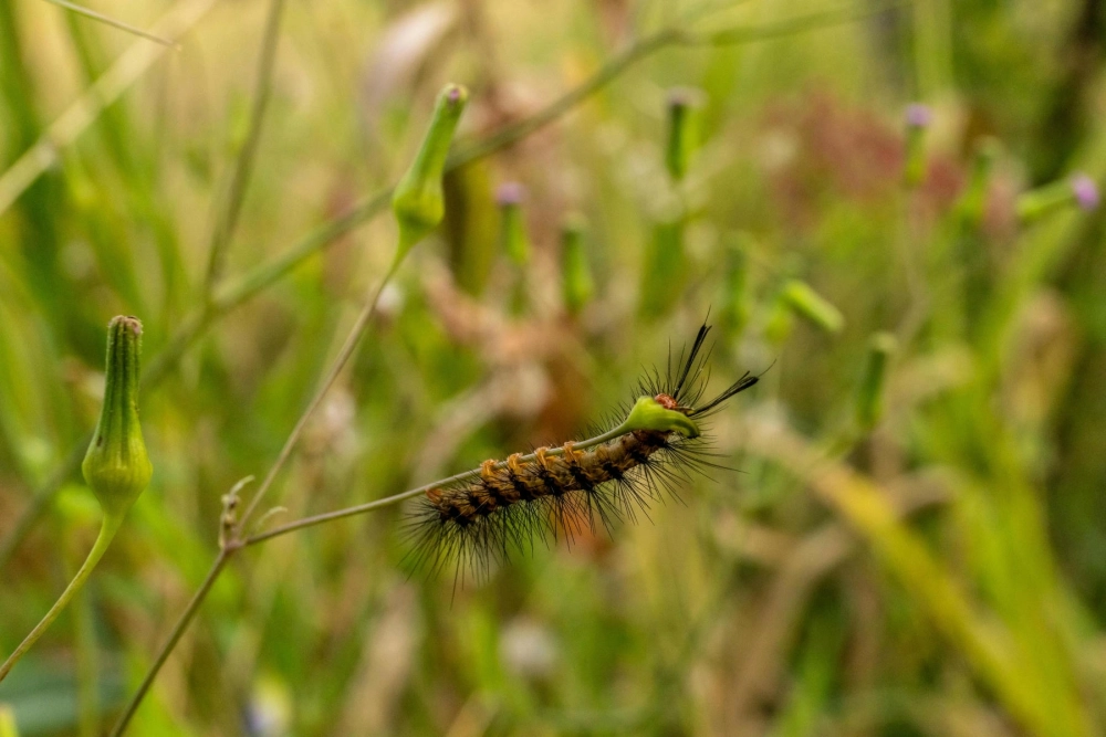 Sâu bướm phượng kích thước lớn đang nghỉ ngơi trên lá