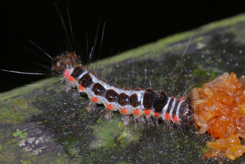 Chân sâu bướm bám chặt vào thân cây nhìn qua ống kính macro