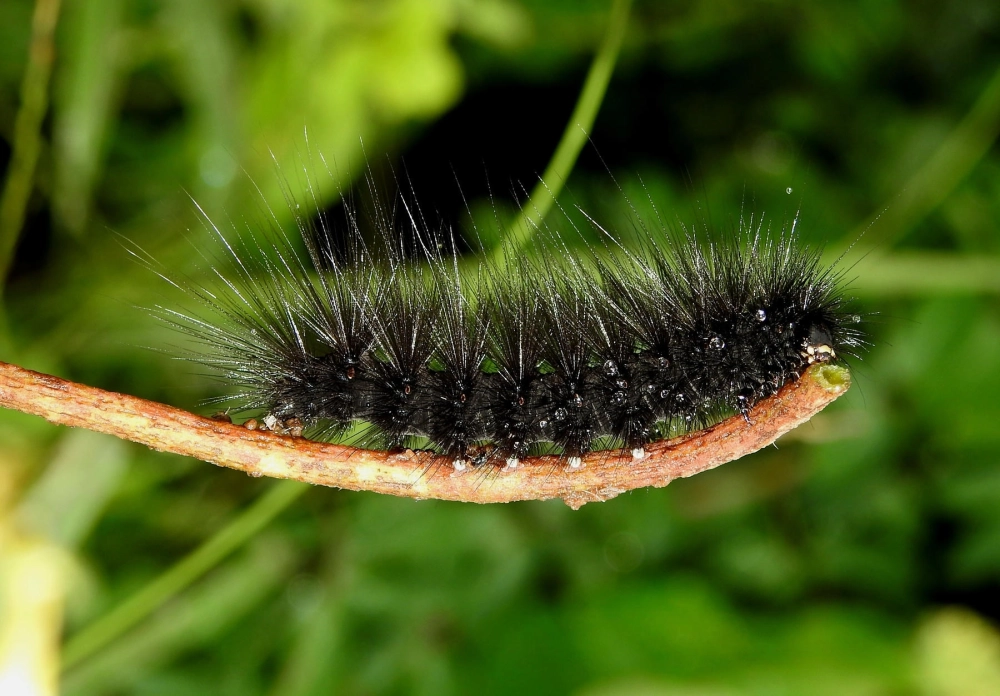 Sâu bướm dễ thương với thân hình tròn trịa và màu sắc nhu mì