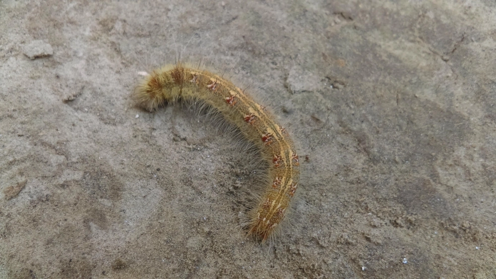 Sâu bướm khổng lồ với kích thước vượt trội so với các loài khác