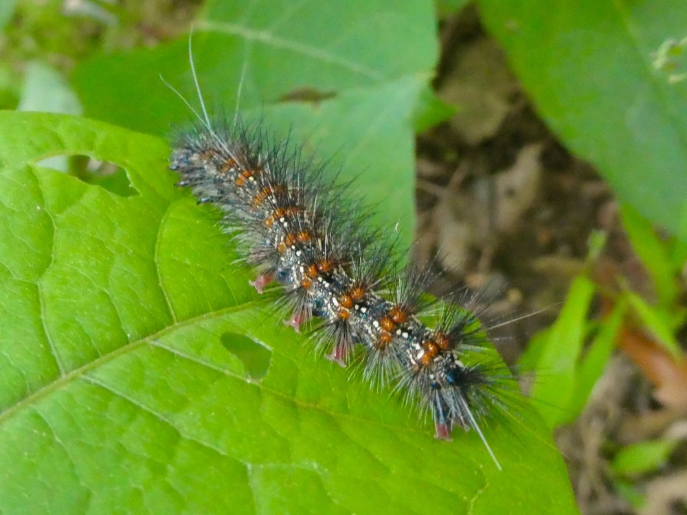 Cách nuôi sâu bướm trong lồng lưới để quan sát vòng đời