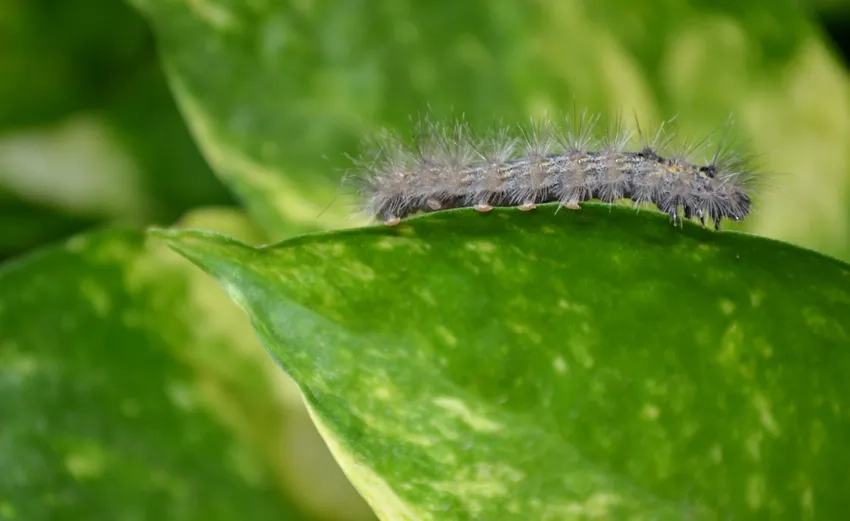 Nhiếp ảnh côn trùng Việt Nam tôn vinh vẻ đẹp tự nhiên