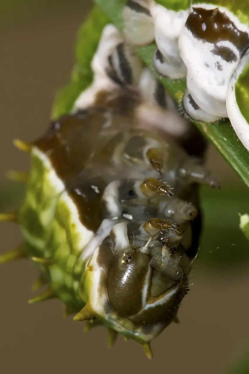 Chụp macro bằng điện thoại vẫn có thể tạo ảnh sâu bướm macro