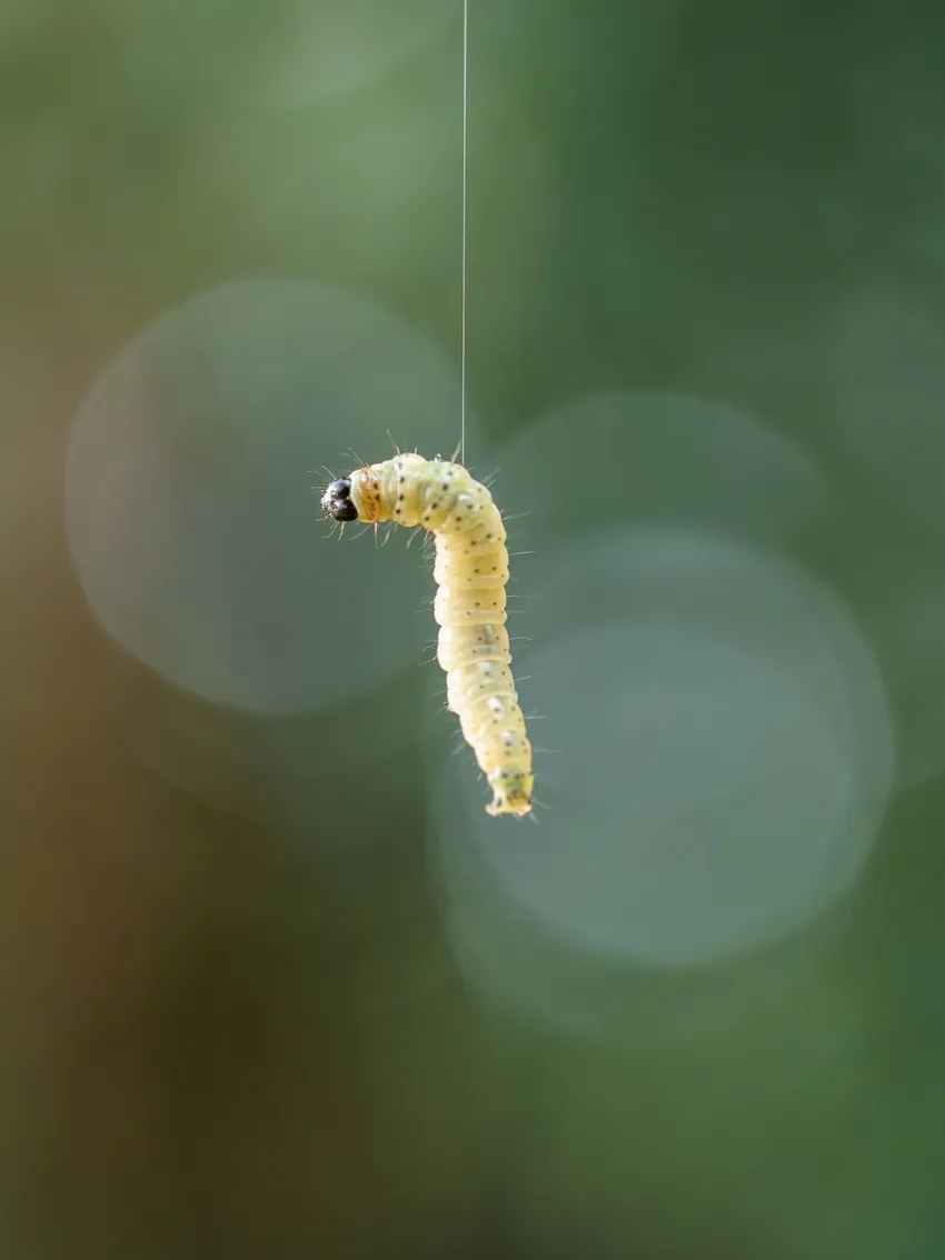 Ảnh macro 4k hiển thị từng chi tiết tinh xảo của sâu bướm macro