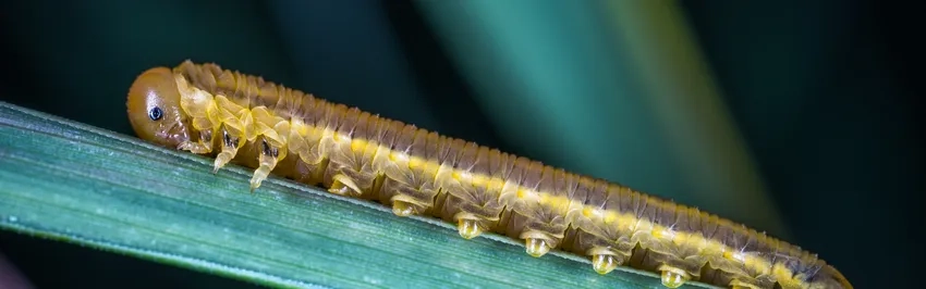 Phông nền ảnh macro tạo chiều sâu cho ảnh sâu bướm macro