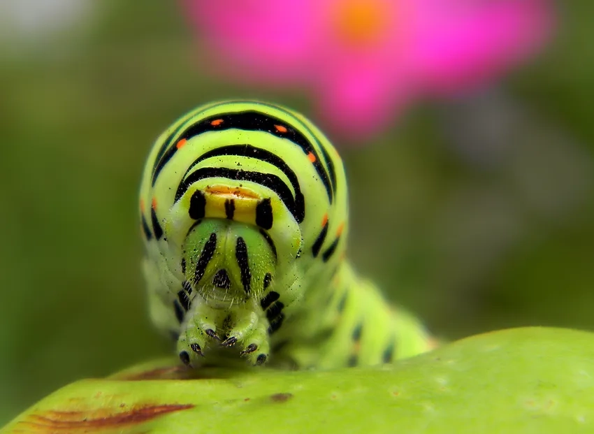 Macro insect photography giúp làm nổi bật chi tiết sâu bướm macro