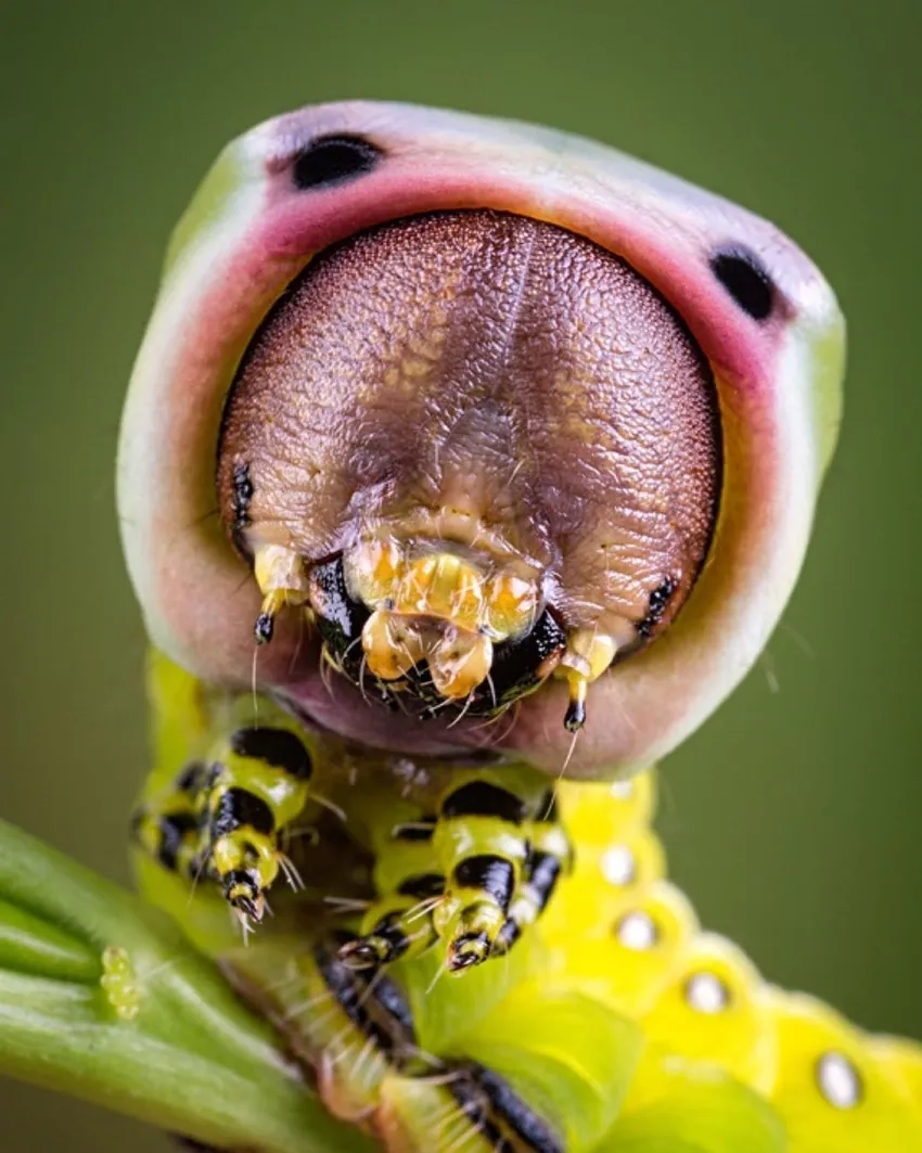 Workshop ảnh macro chia sẻ kỹ năng chụp sâu bướm macro chuyên nghiệp