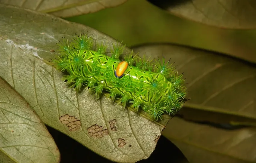 Hậu cảnh ảnh macro tự nhiên tạo cảm giác sâu bướm macro sống động