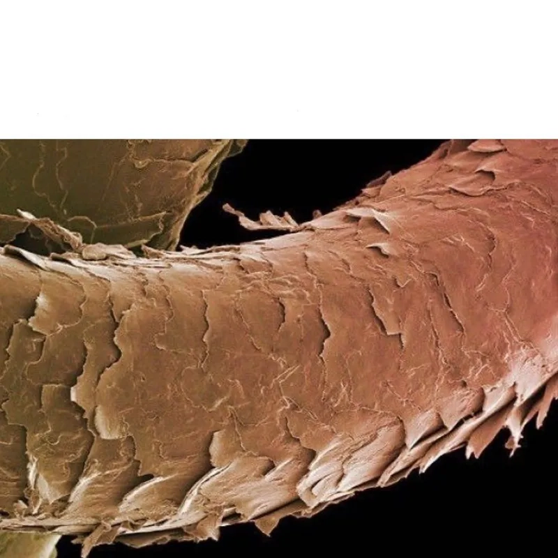 Cấu tạo sợi tóc dưới kính hiển vi