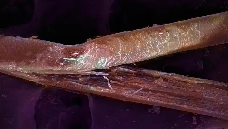 Kính hiển vi xem sợi tóc