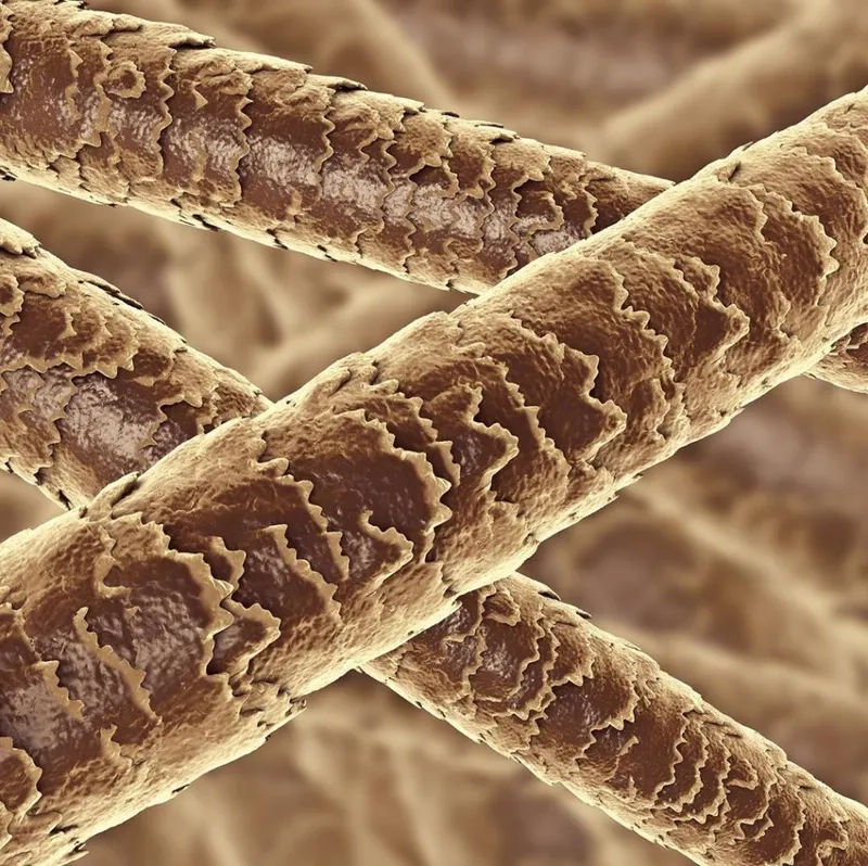 Hình ảnh sợi tóc 400x rõ nét