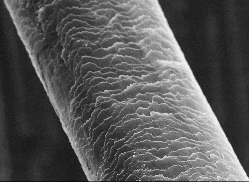 Tóc phóng đại ở vật kính 100x