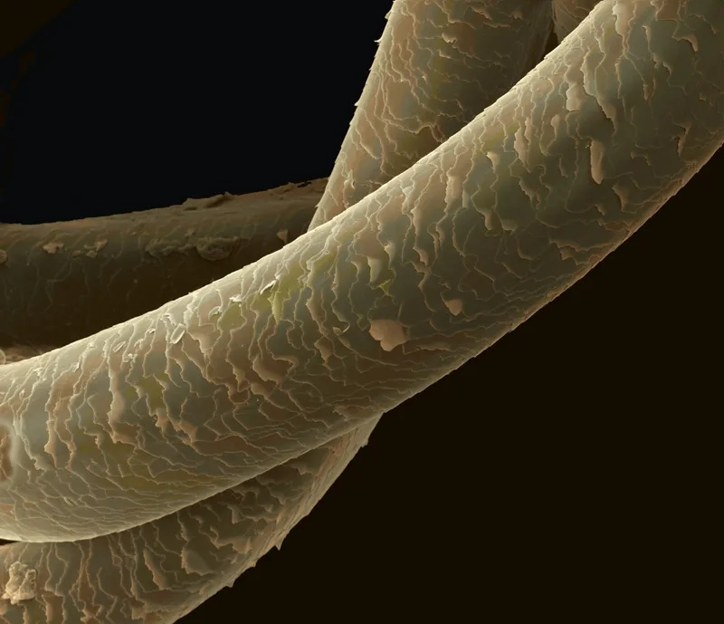 Lõi tóc dưới kính hiển vi chứa keratin