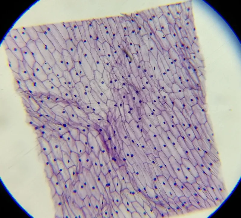 Nhuộm tế bào hành tây bằng lugol