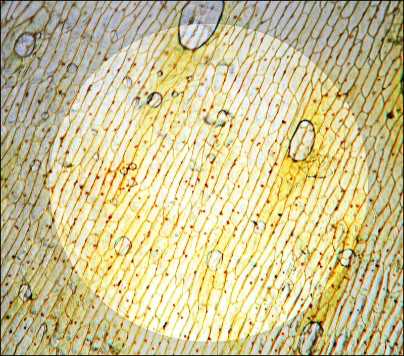 Tế bào hành tây phóng đại bao nhiêu lần