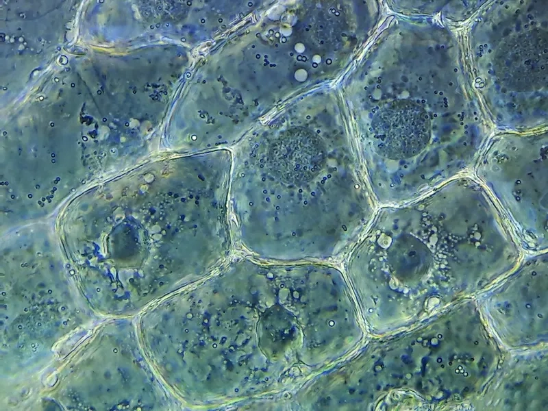 Độ phóng đại 40x 100x quan sát tế bào