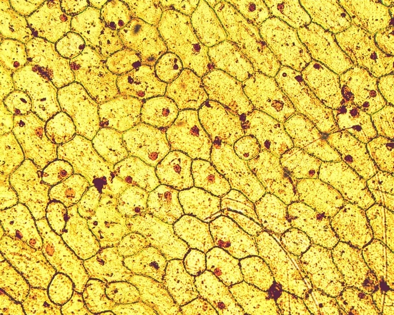 Tế bào thực vật dưới kính hiển vi