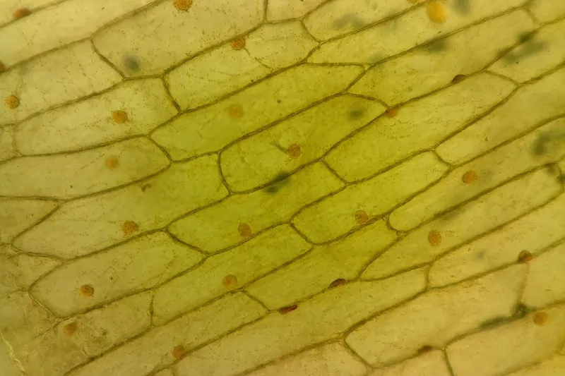 Cấu tạo tế bào hành tây có thành và nhân