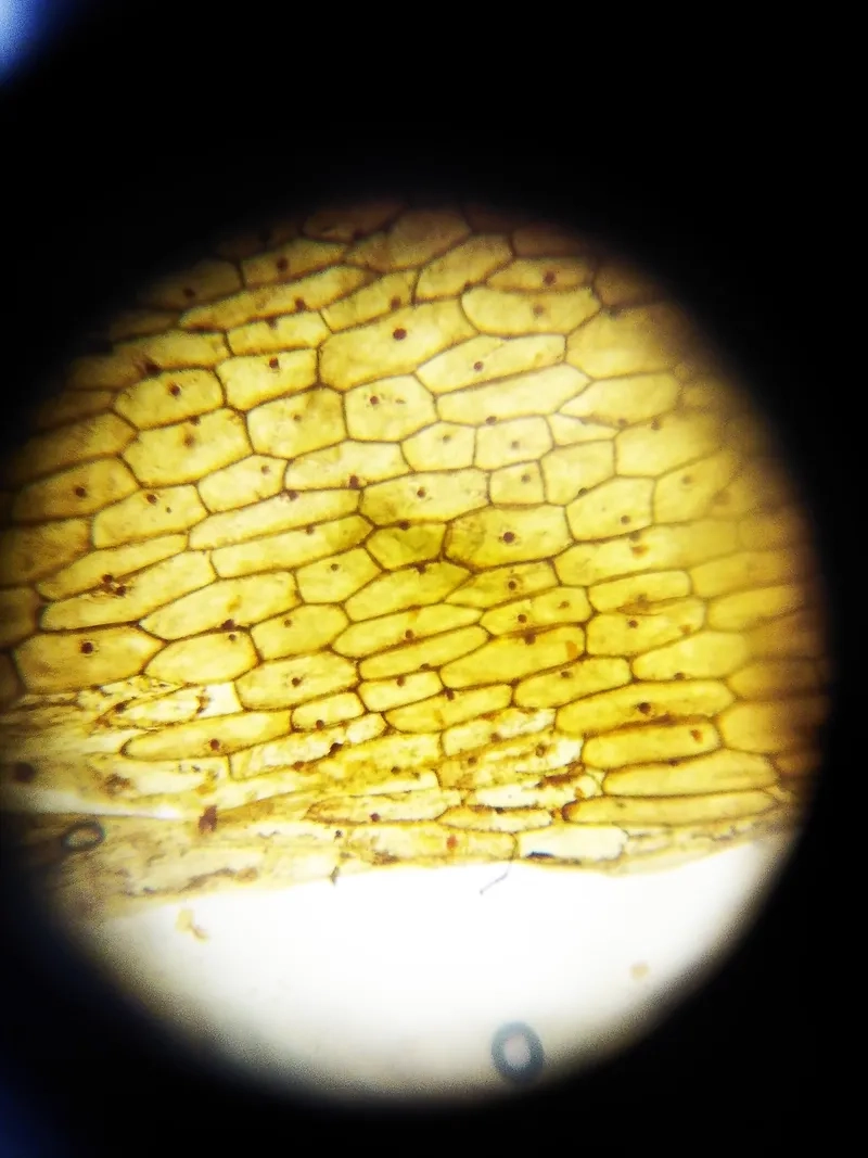 Thành tế bào hành tây hình hộp