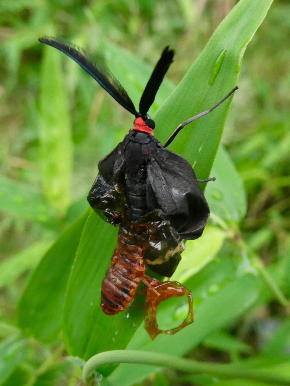 Hình ảnh một con ngài đen với phần đầu màu đỏ và râu hình lông chim, đang chui ra khỏi vỏ nhộng màu nâu đỏ trên lá xanh