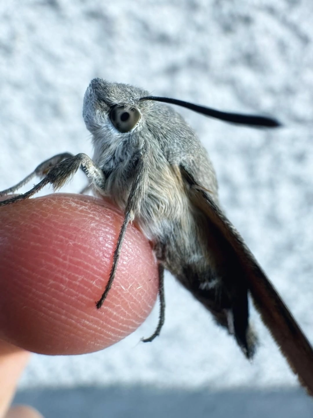 Cận cảnh một con bướm đêm màu xám có râu dài đang đậu trên đầu ngón tay người, làm nổi bật đôi mắt to