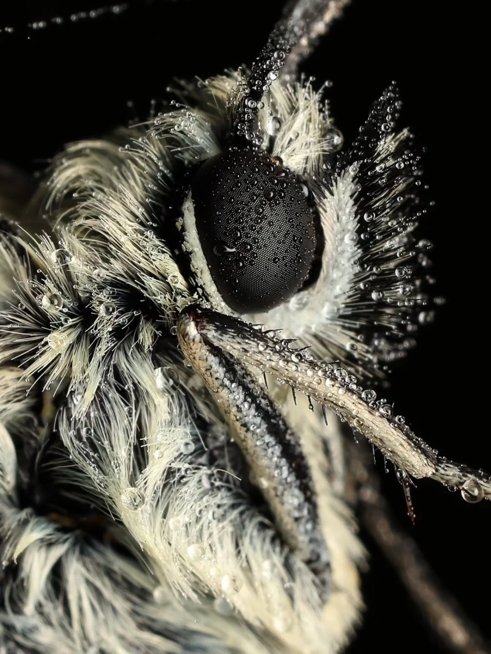 Cận cảnh đầu của một con bướm phủ đầy lông trắng và những giọt nước đọng trên mắt kép màu đen