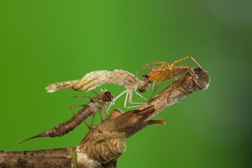 Hình ảnh macro của một con nhện lynx đang ăn xác lột của một loài côn trùng trên cành cây khô với nền xanh mờ