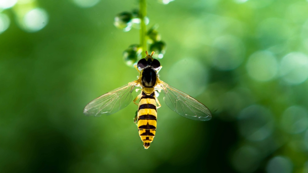 Hình ảnh macro của một con ruồi giả ong (hoverfly) với thân màu vàng đen sọc treo mình trên một cành cây nhỏ với những giọt nước long lanh