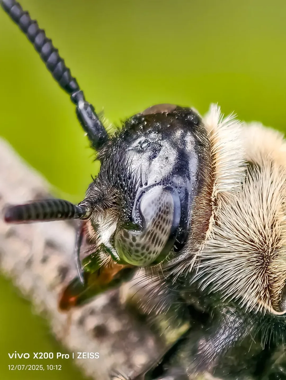 Siêu cận cảnh đầu một con ong thợ hoặc côn trùng có lông trắng, râu dài và đôi mắt phức hợp lấp lánh