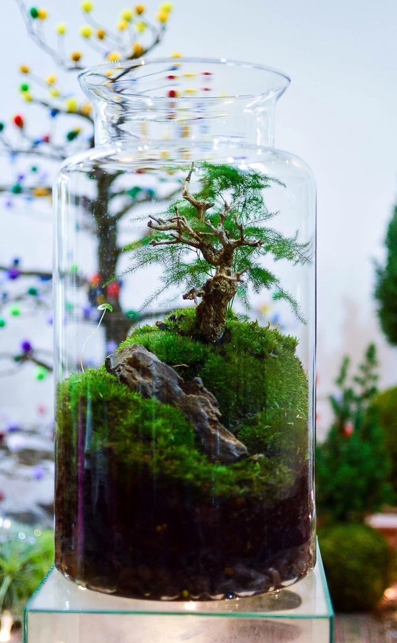 Rừng nhỏ sinh động nhờ tiểu cảnh trong hũ thủy tinh rừng nhỏ
