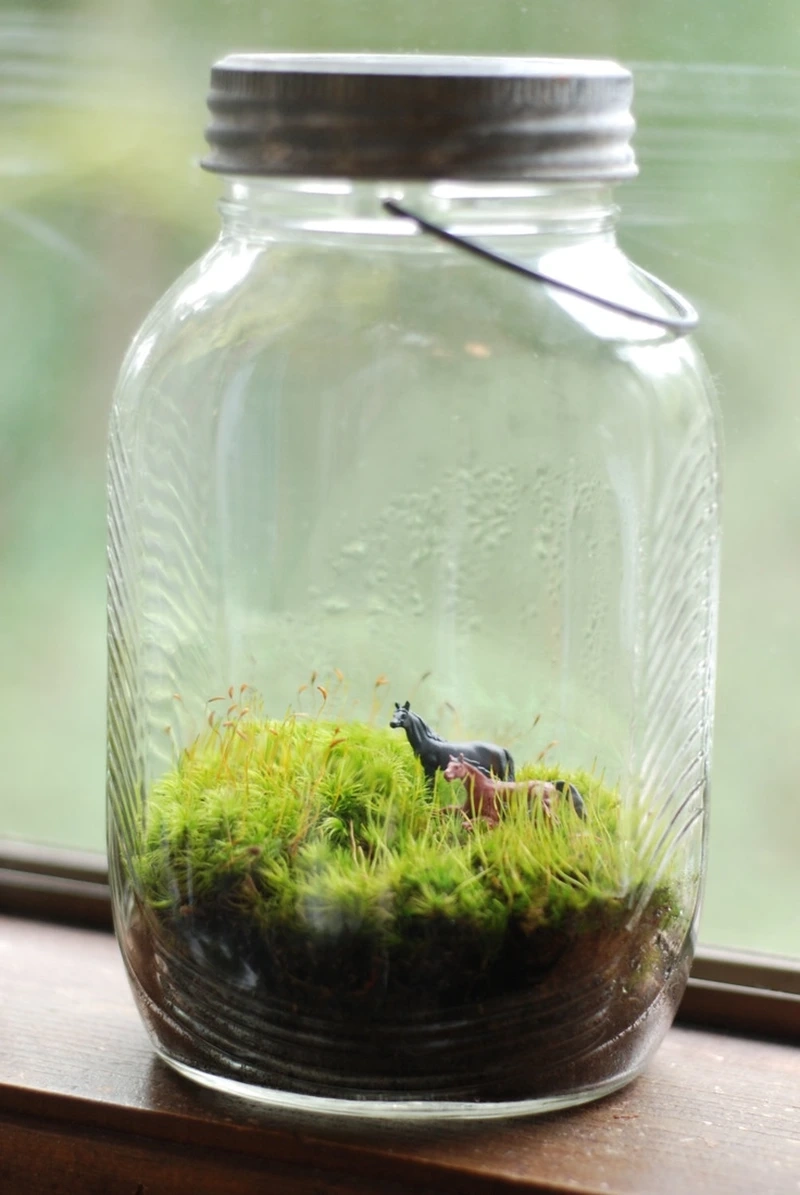 Sống ảo cực chất cùng tiểu cảnh trong hũ thủy tinh sống ảo