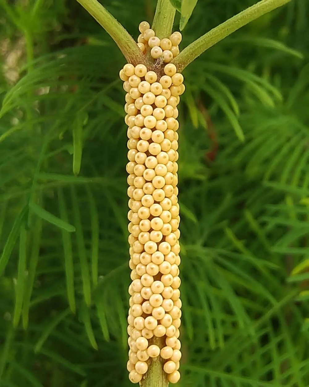 Khoảnh khắc ấu trùng nở từ trứng đầy sống động và chân thực