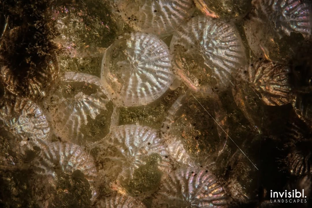 Những quả trứng bọ xít xếp hàng đều tăm tắp trên mặt lá xanh