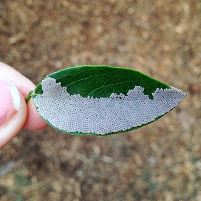 Trứng bướm dưới kính hiển vi hiển thị màu sắc rực rỡ và hoa văn độc đáo