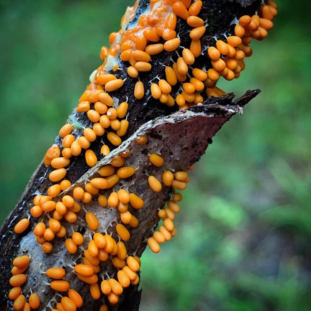 Một ổ trứng nhện được bao bọc bởi lớp tơ trắng mịn màng