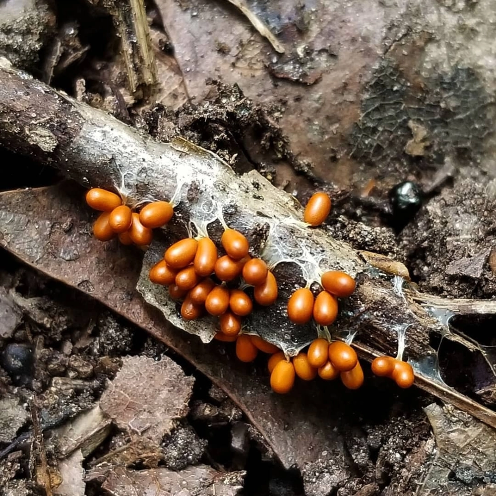 Hình ảnh trứng ruồi phóng to cho thấy kết cấu bề mặt láng mịn