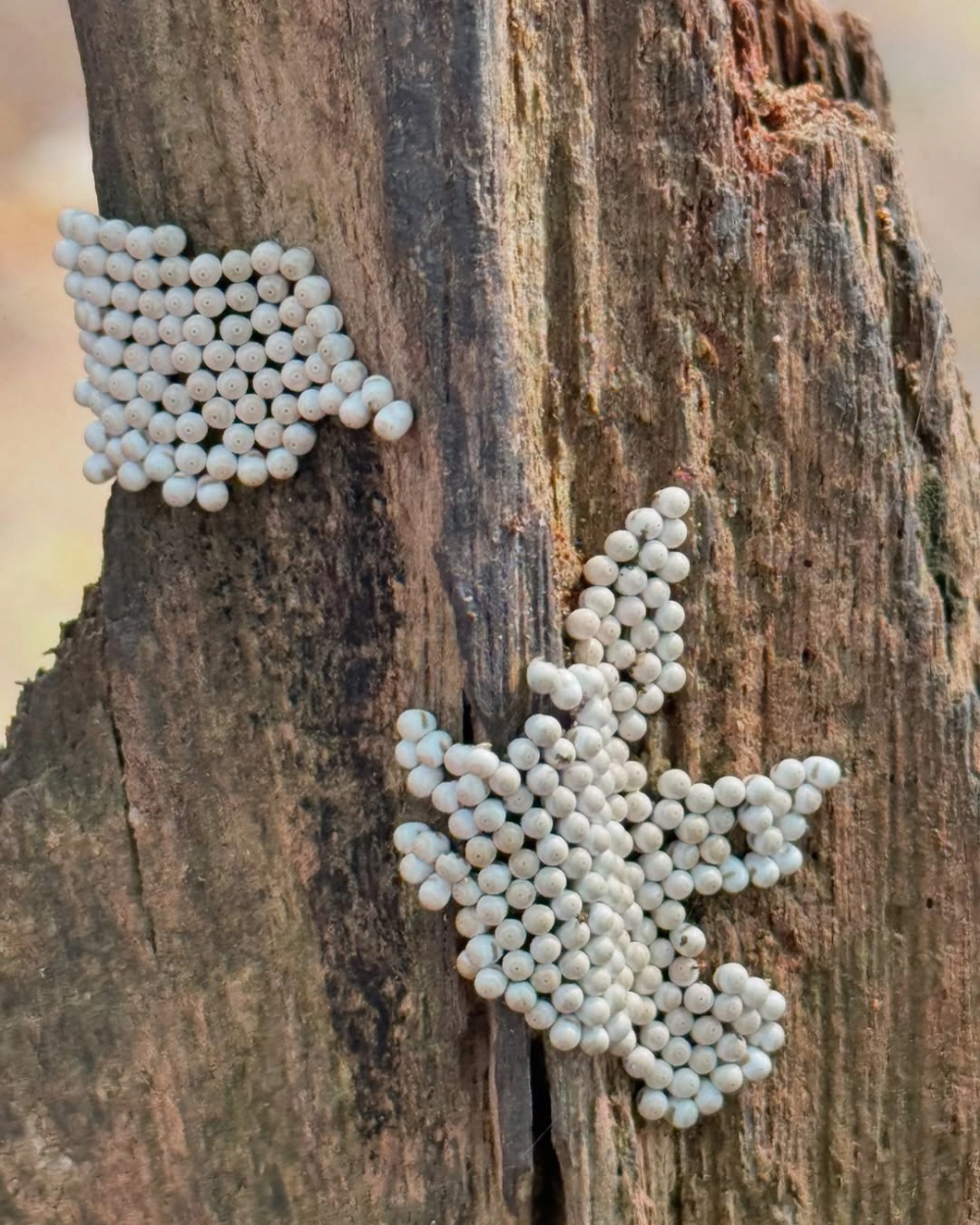 Chùm trứng bọ rùa màu vàng tươi bám chặt trên thân cây