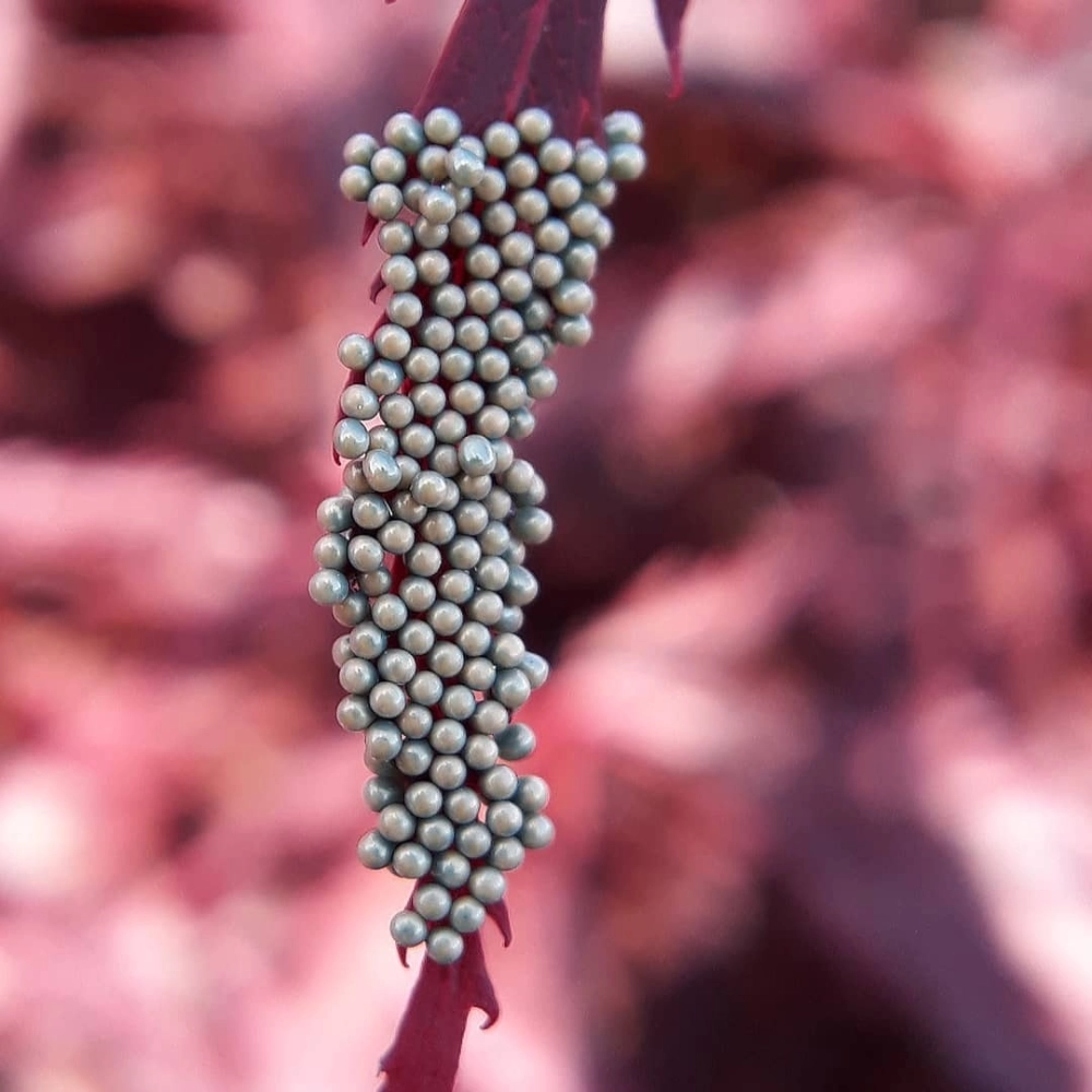 Cận cảnh trứng bướm cú mèo với hình dáng đặc biệt giống chiếc bánh bao