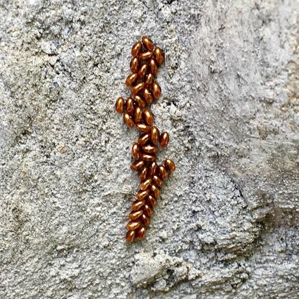 Hoa văn trên vỏ trứng côn trùng được phóng đại chi tiết sắc nét