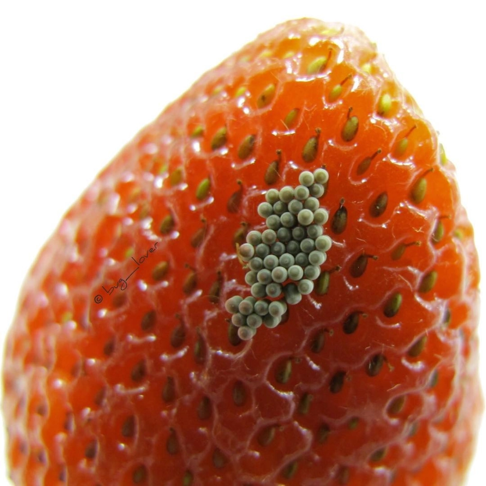 Chi tiết lỗ thở của trứng côn trùng dưới ống kính macro chuyên dụng