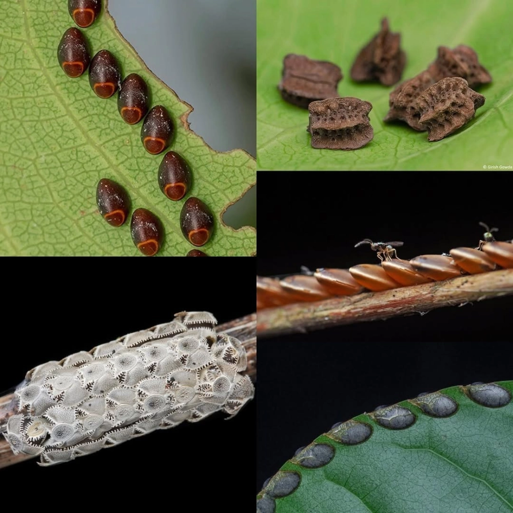 Cận cảnh trứng côn trùng soi kính hiển vi với các chi tiết hình học phức tạp