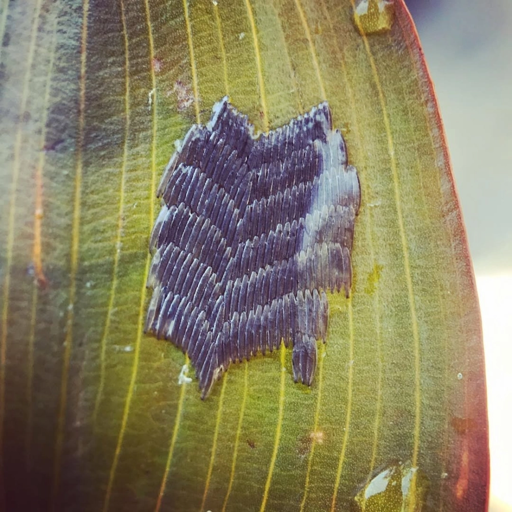 Hoa văn trên vỏ trứng côn trùng được phóng đại chi tiết sắc nét