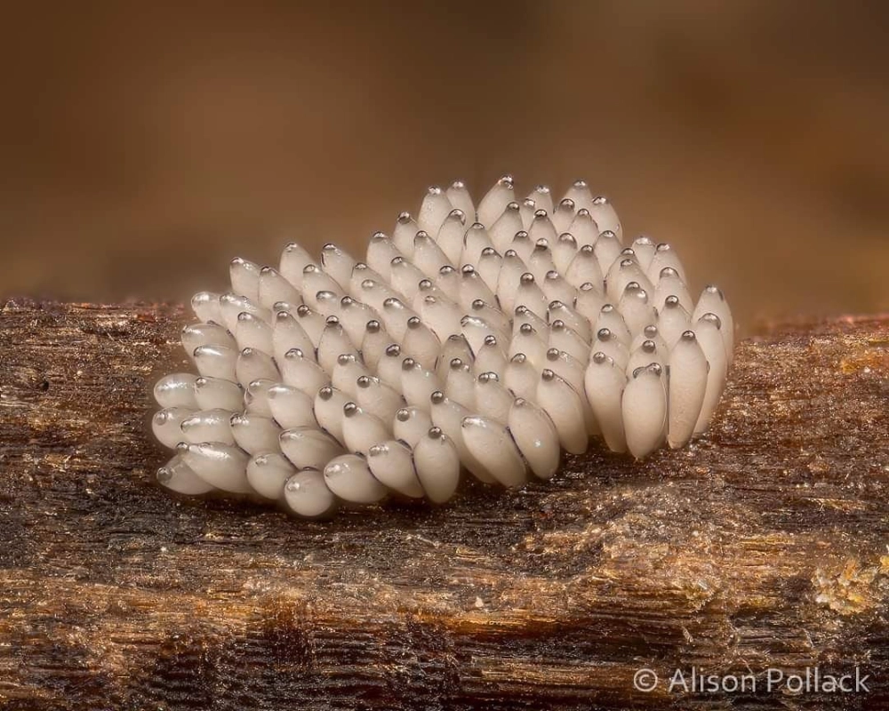 Chi tiết lỗ thở của trứng côn trùng dưới ống kính macro chuyên dụng