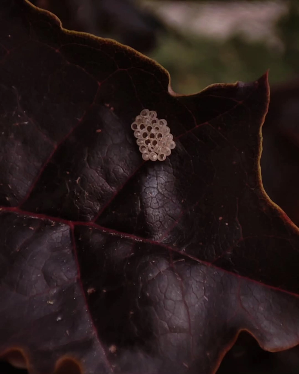 Trứng sâu bướm có gai nhọn bảo vệ dưới ánh sáng studio