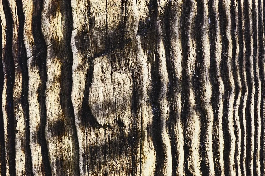 Ảnh gỗ cận cảnh chi tiết làm nổi bật vân và texture